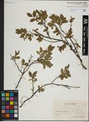 Foto von Salix herbacea L. x Salix lapponum L.